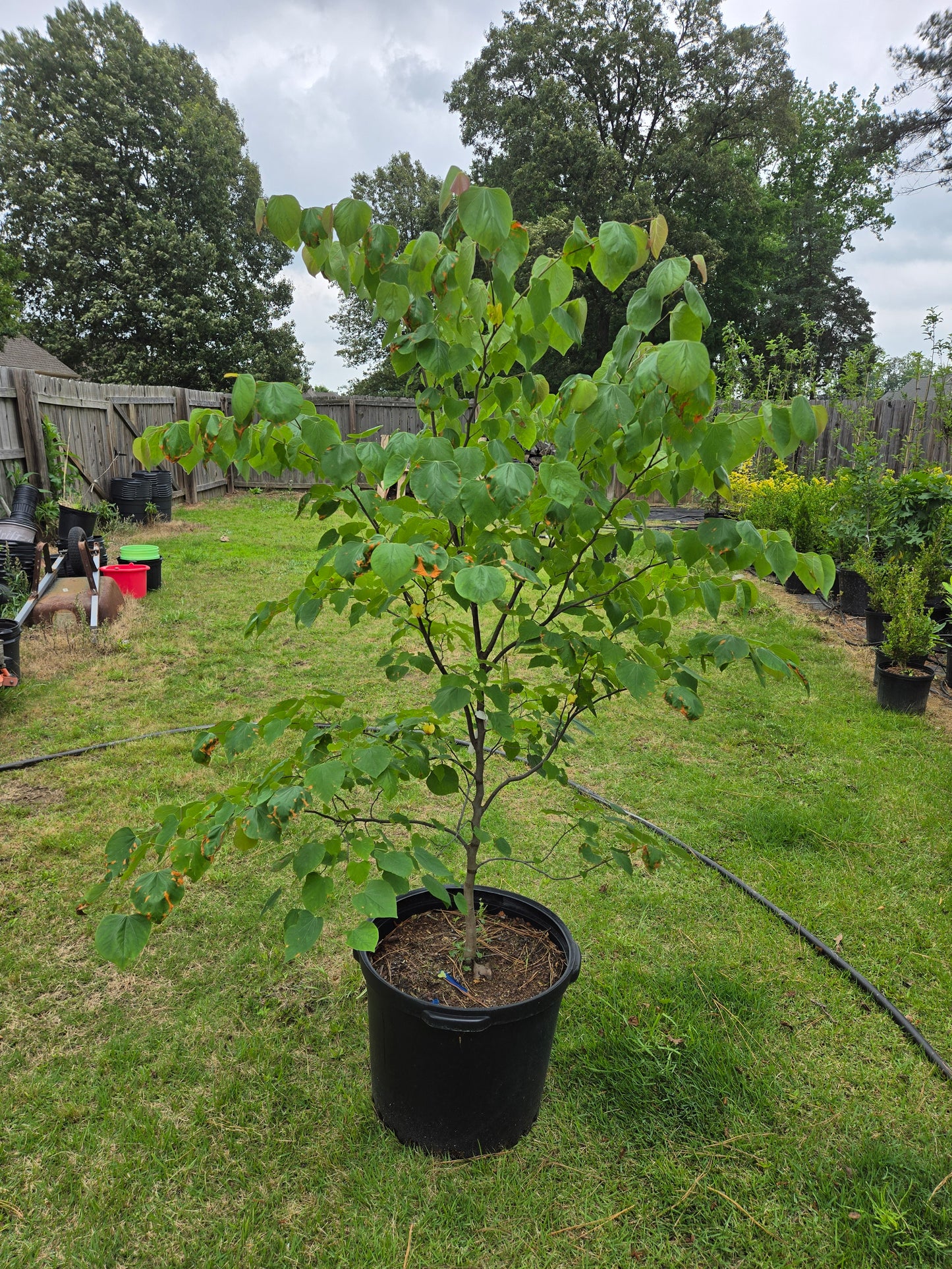 Eastern Redbud Cercis canadensis