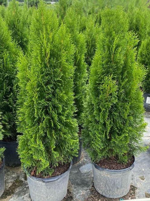 Arborvitae Emerald Green Thuja occidentalis Smaragd False White Cedar