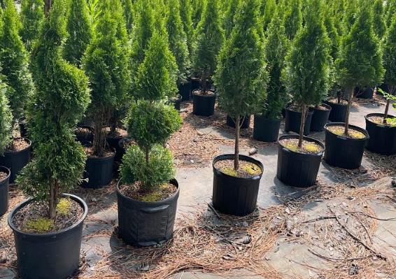 Thuja occidentalis 'Smaragd', Arborvitae 'Emerald Green', False White Cedar