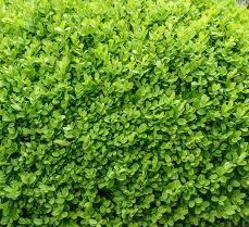 Buxus microphylla 'Green Velvet' Littleleaf Boxwood