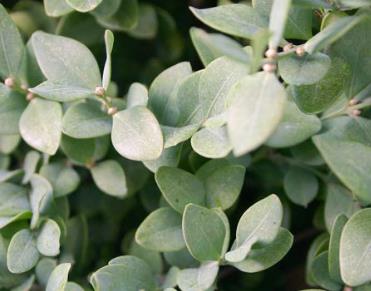 Buxus microphylla 'Green Velvet' Littleleaf Boxwood
