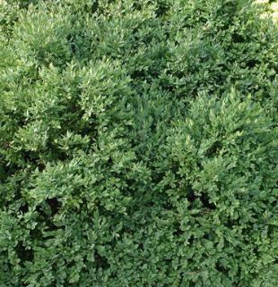 Buxus microphylla 'Green Velvet' Littleleaf Boxwood
