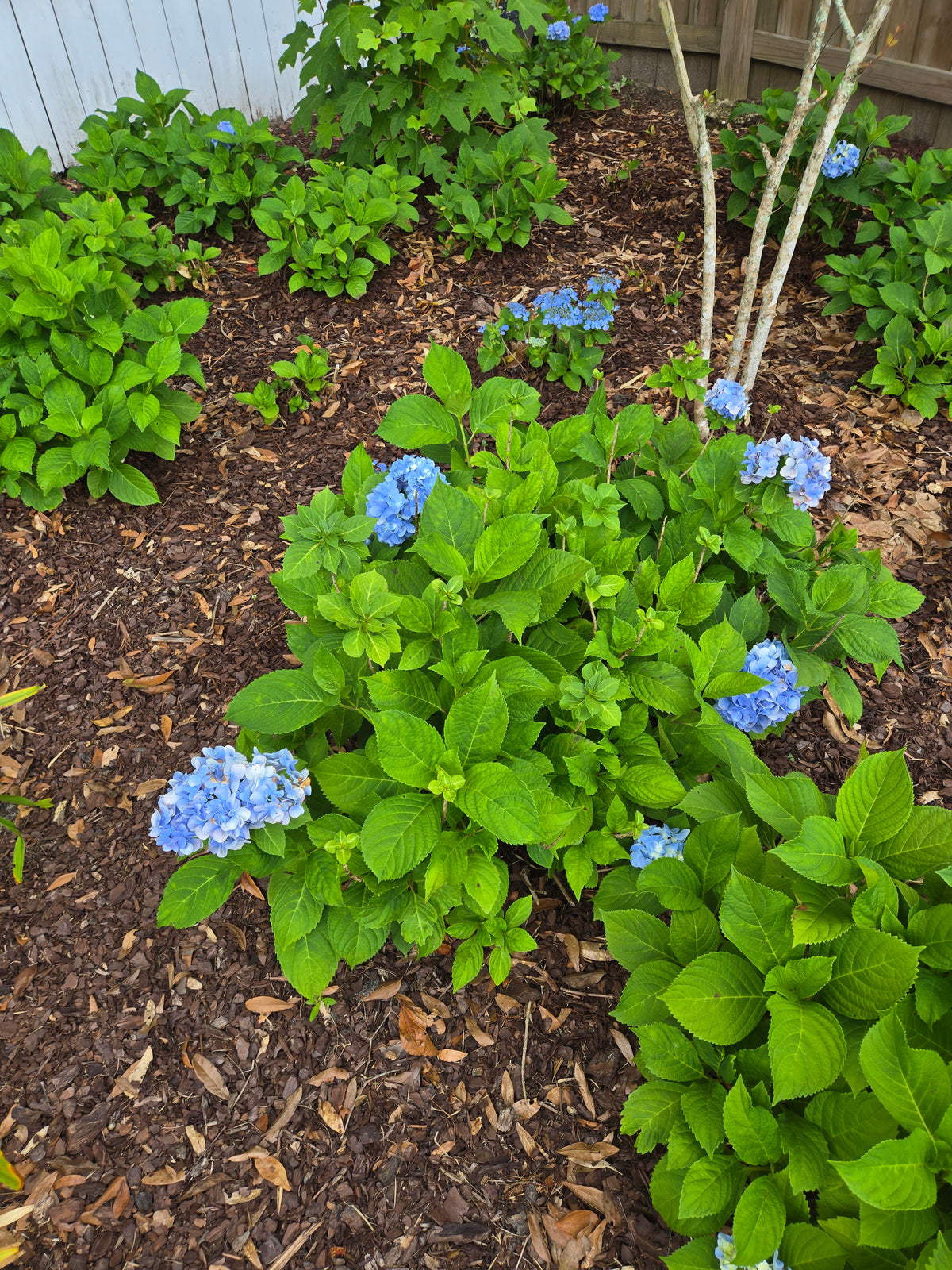 Hydrangea Nikko Blue