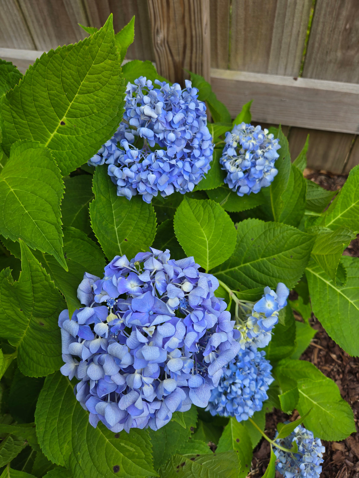 Hydrangea Nikko Blue