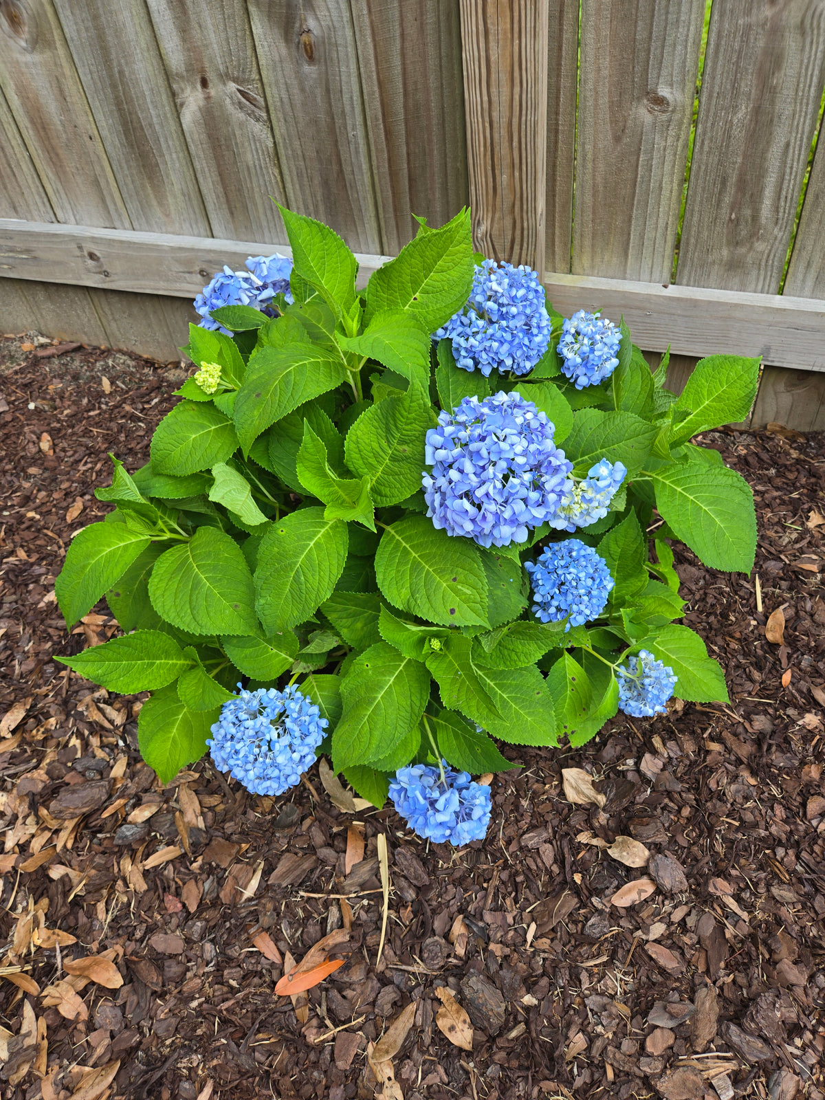 Hydrangea Nikko Blue
