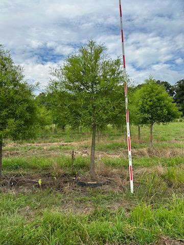 Bald Cypress Taxodium distichum