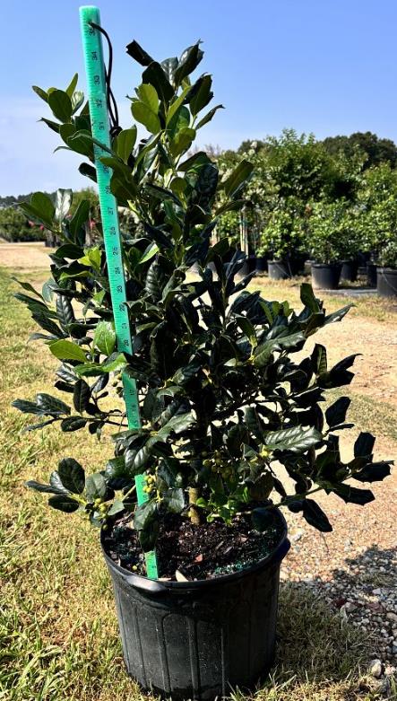Ilex 'Nellie R. Stevens' Holly