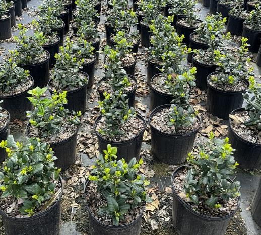 Ilex 'Nellie R. Stevens' Holly
