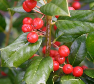 Ilex 'Nellie R. Stevens' Holly