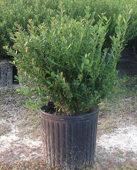Ilex crenata 'Compacta' Japanese Holly
