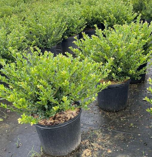 Ilex crenata 'Compacta' Japanese Holly
