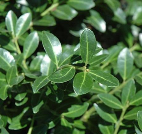 Ilex crenata 'Compacta' Japanese Holly