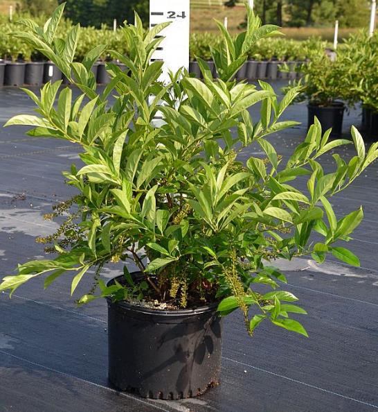 Itea virginica 'Henry's Garnet' Virginia sweetspire