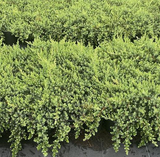 Juniperus conferta 'Blue Pacific' Shore Juniper Creeping Juniper
