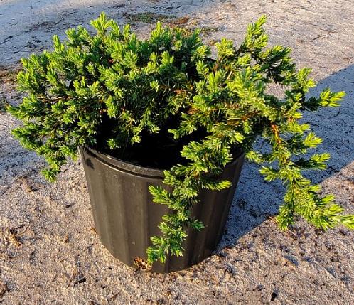 Juniperus conferta 'Blue Pacific' Shore Juniper Creeping Juniper