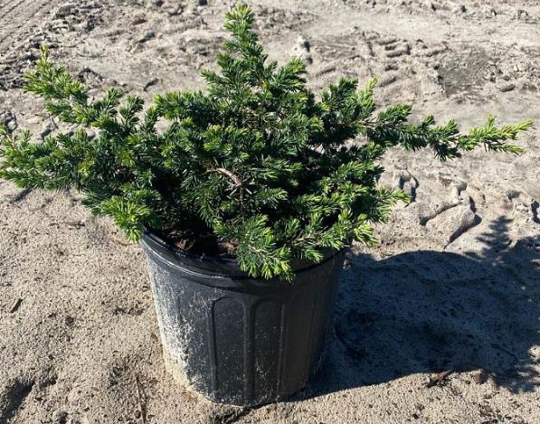 Juniperus conferta 'Blue Pacific' Shore Juniper Creeping Juniper