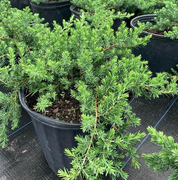 Juniperus conferta 'Blue Pacific' Shore Juniper Creeping Juniper