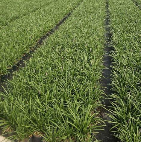 Liriope muscari 'Big Blue' Lilyturf