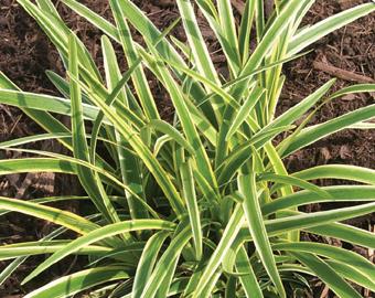 Liriope muscari 'Variegata' Lilyturf