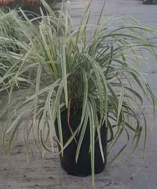 Liriope muscari 'Variegata' Lilyturf