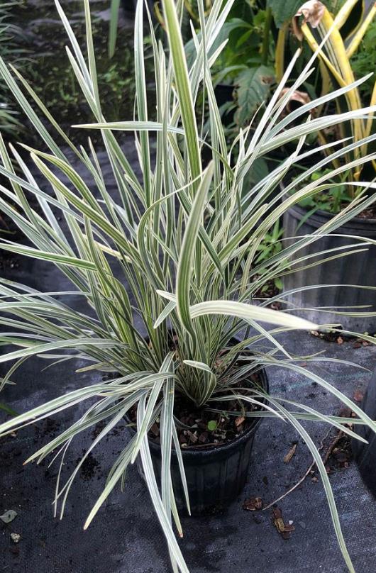 Liriope muscari 'Variegata' Lilyturf