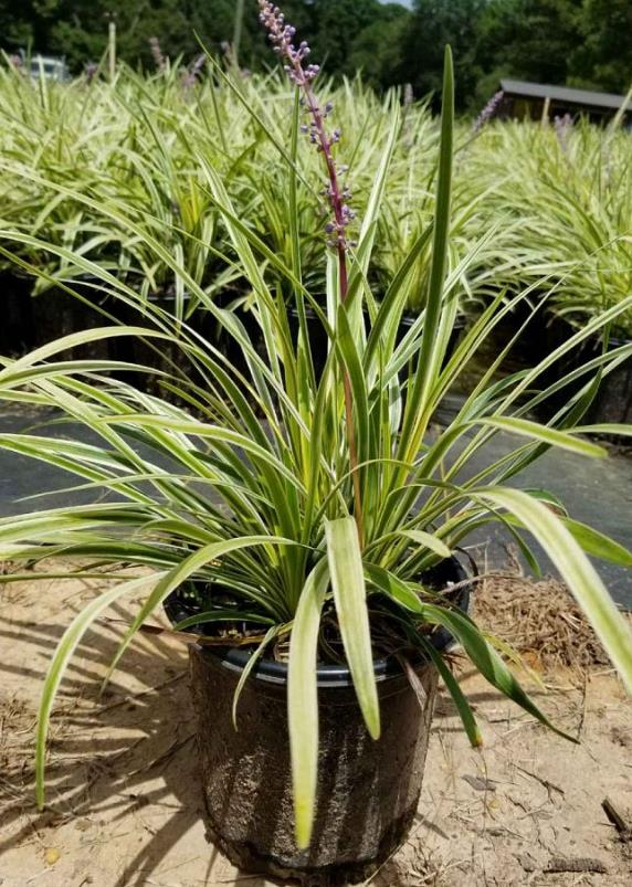 Liriope muscari 'Variegata' Lilyturf