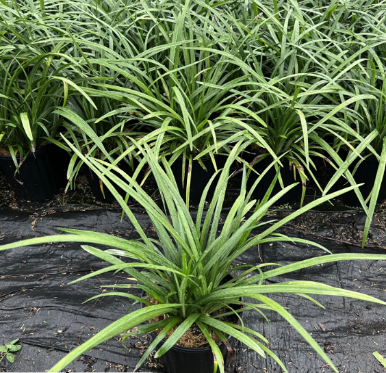 Liriope muscari 'Big Blue' Lilyturf