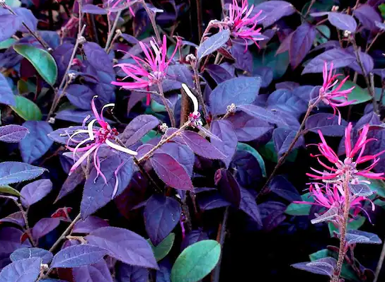 Loropetalum chinense 'Peack' Purple Pixie® Dwarf Weeping Chinese fringe-flower