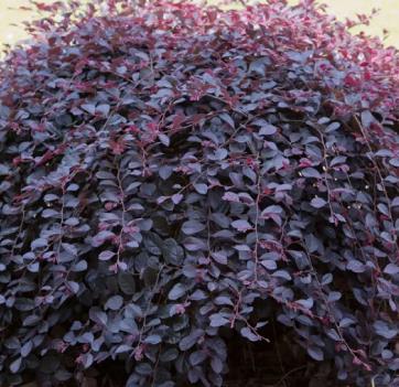Loropetalum chinense 'Peack' Purple Pixie® Dwarf Weeping Chinese fringe-flower