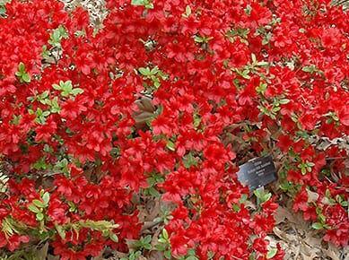 Rhododendron 'Midnight Flare' Harris Azalea