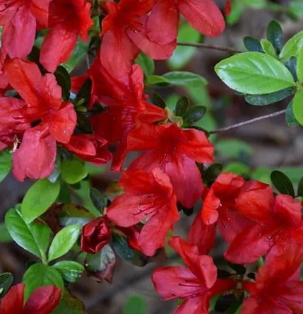Rhododendron 'Midnight Flare' Harris Azalea