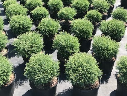Mr. Bowling Ball Arborvitae 'Bobozam', False White Cedar Thuja occidentalis