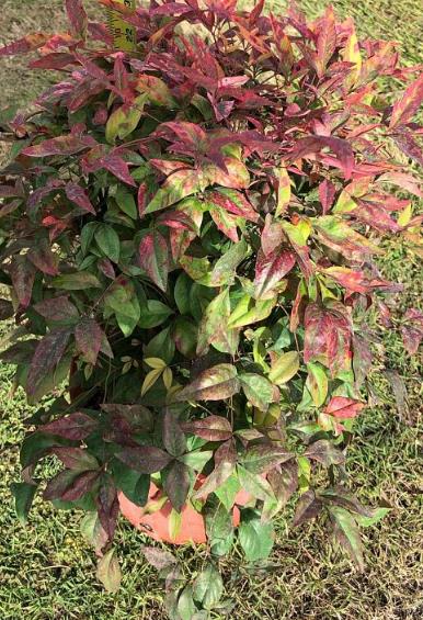 Nandina domestica 'Firepower' Heavenly Bamboo