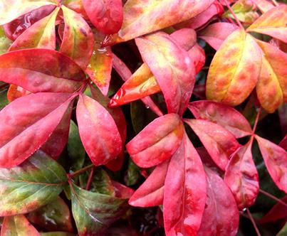 Nandina domestica 'Firepower' Heavenly Bamboo