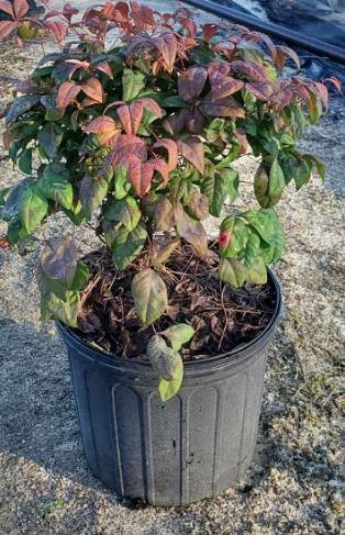 Nandina domestica 'Firepower' Heavenly Bamboo