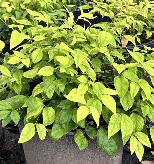 Nandina domestica 'Firepower' Heavenly Bamboo