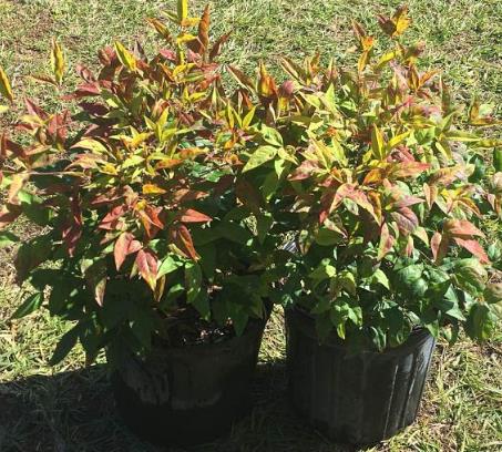 Nandina domestica 'Firepower' Heavenly Bamboo