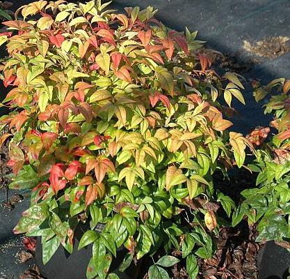 Nandina domestica 'Firepower' Heavenly Bamboo