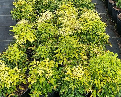 Nandina domestica 'Firepower' Heavenly Bamboo