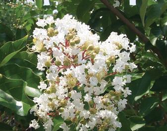 Natchez Crape Myrtle Lagerstroemia fauriei Natchez Japanese Crape Myrtle Color White
