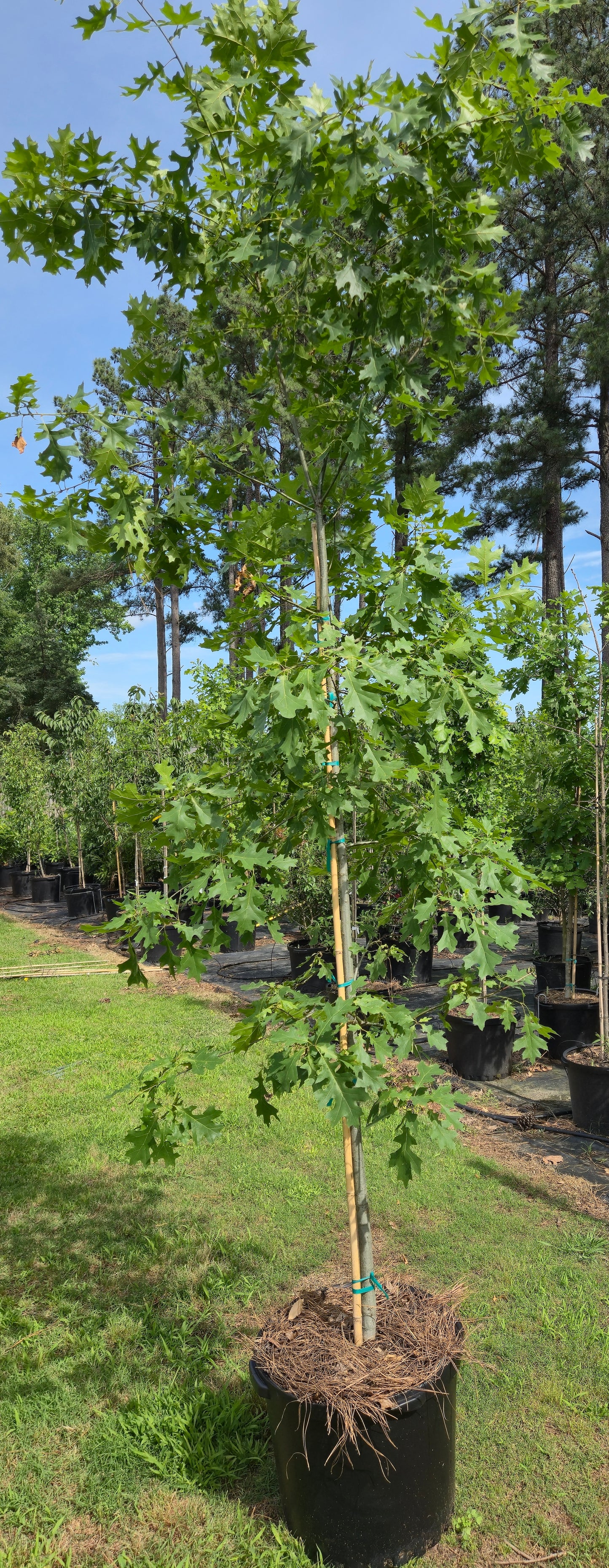 Nuttall Oak Tree Quercus texana Quercus nuttallii