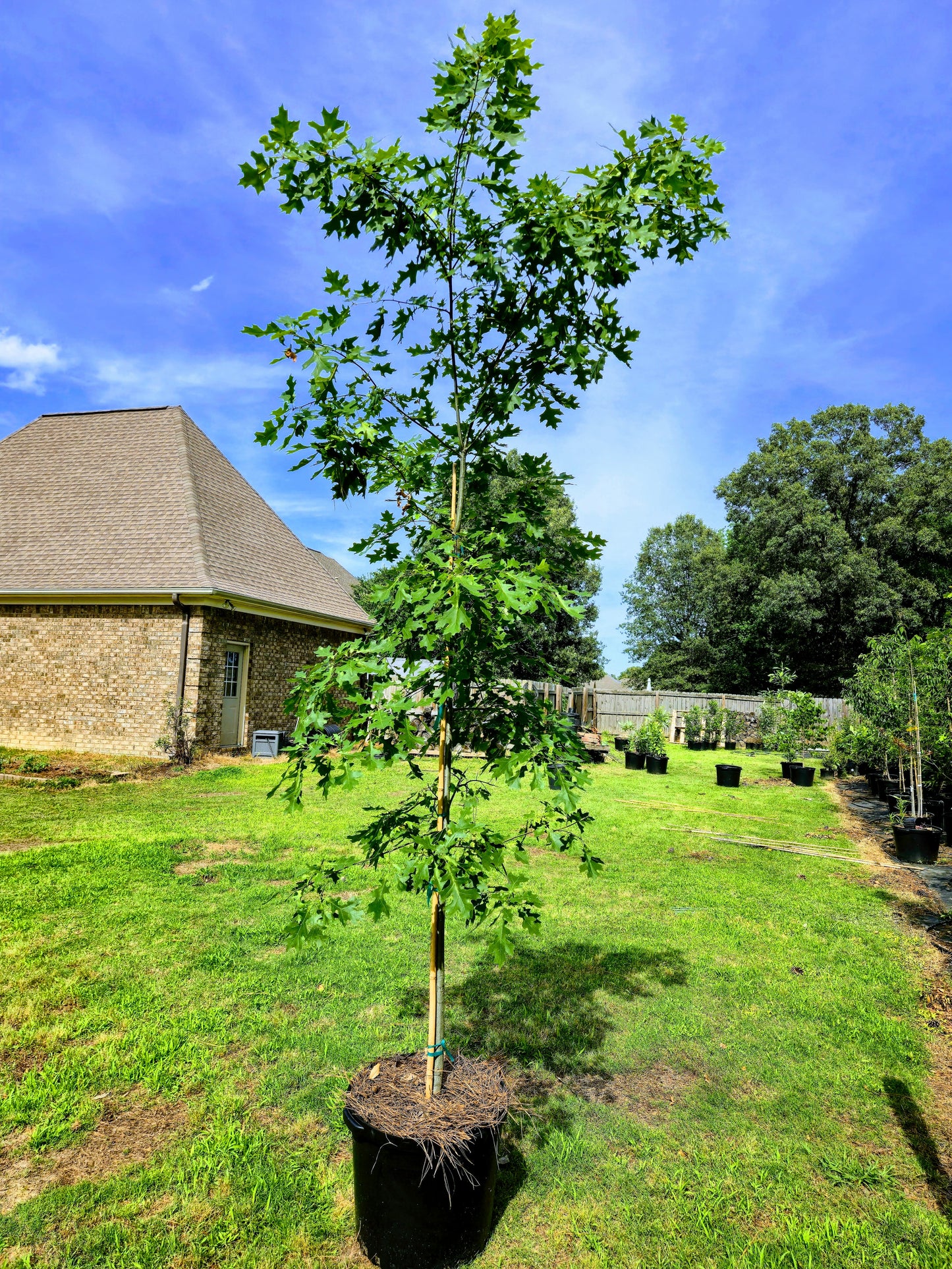 Nuttall Oak Tree Quercus texana Quercus nuttallii