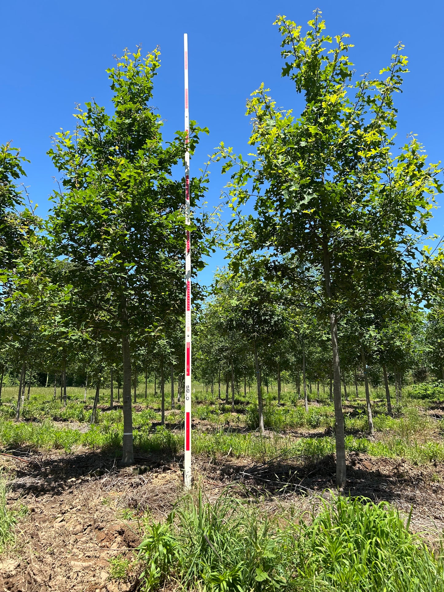 Nuttall Oak Tree Quercus texana Quercus nuttallii