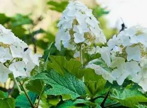 Hydrangea quercifolia Oakleaf Hydrangea