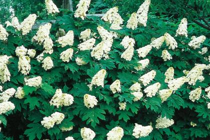Hydrangea quercifolia Oakleaf Hydrangea
