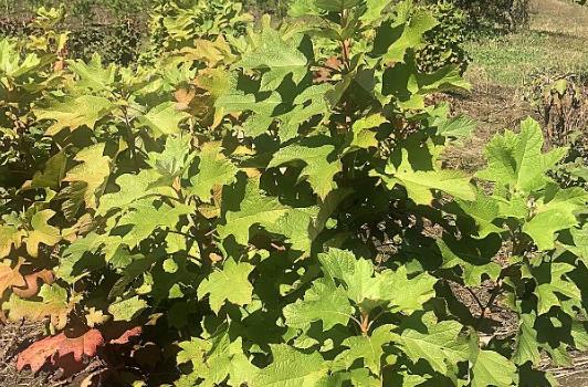 Hydrangea quercifolia Oakleaf Hydrangea