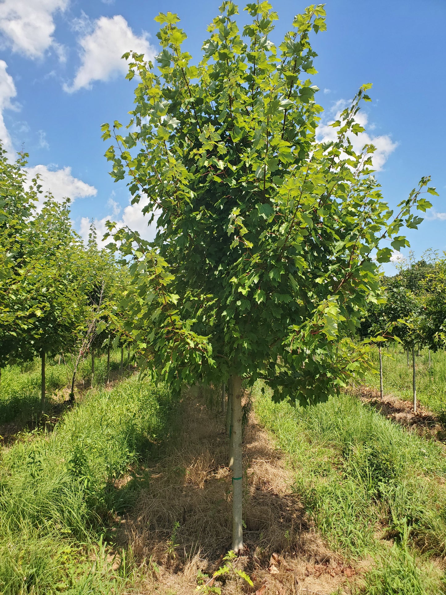 Acer rubrum 'October Glory' Red Maple