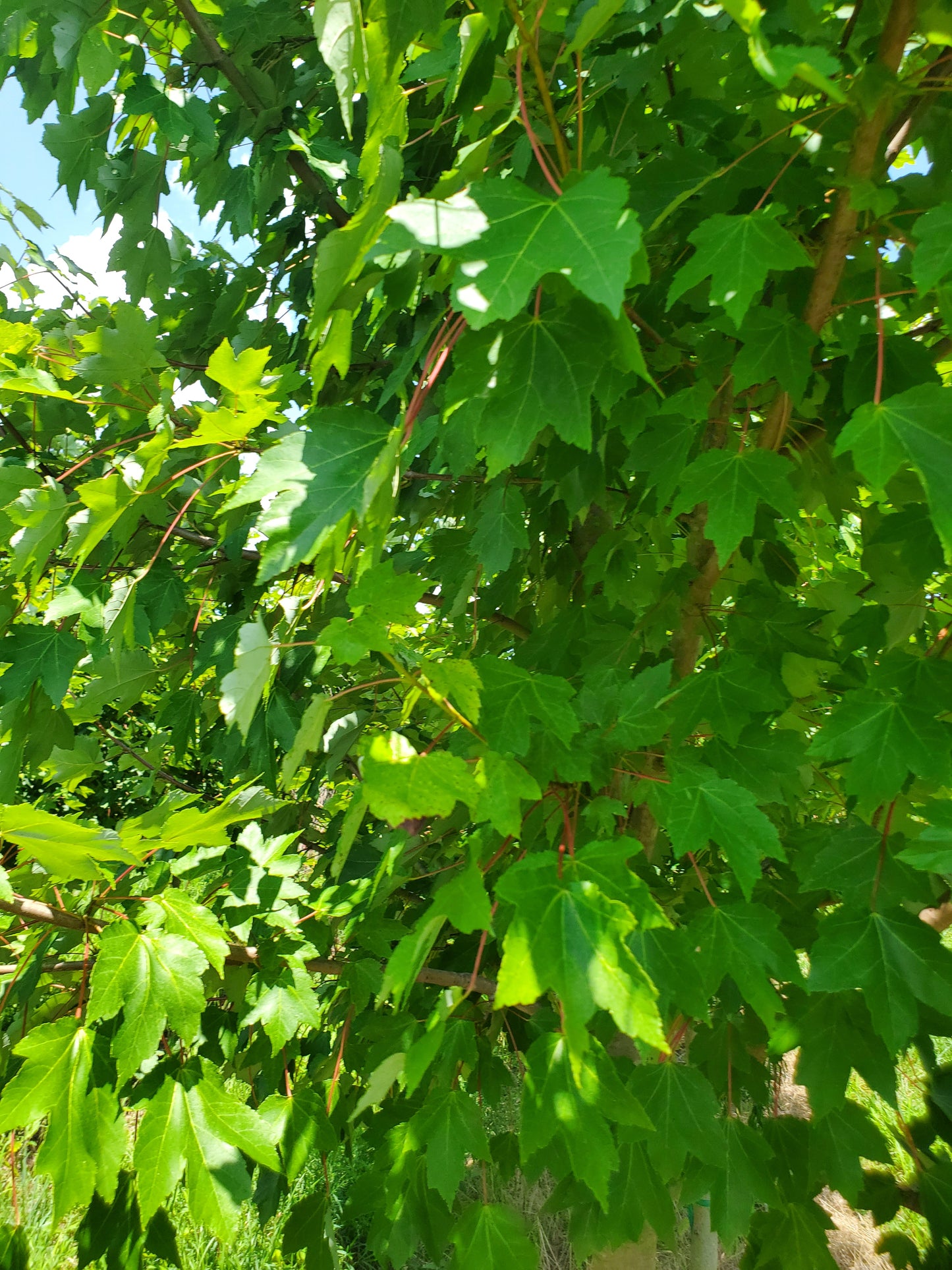 Acer rubrum 'October Glory' Red Maple