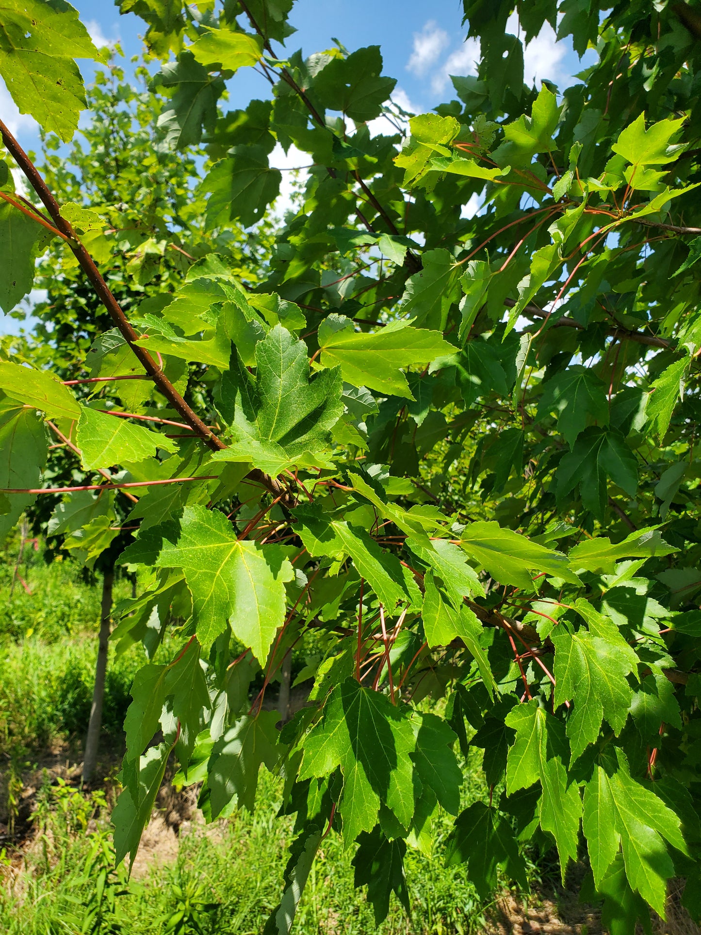 Acer rubrum 'October Glory' Red Maple