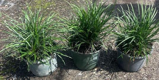 Ophiopogon japonicus Mondo Grass, Lilyturf